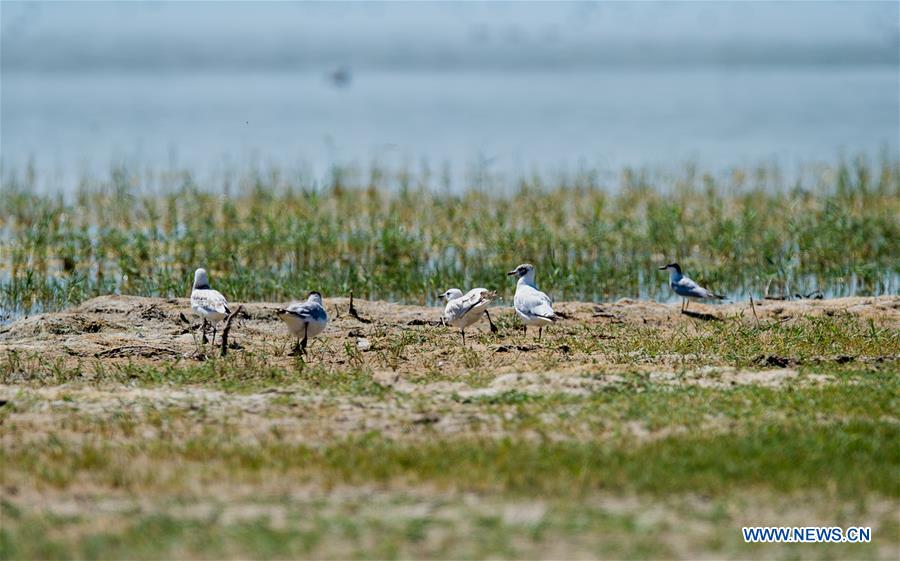 CHINA-INNER MONGOLIA-ORDOS WETLAND-MIGRATORY BIRDS (CN)