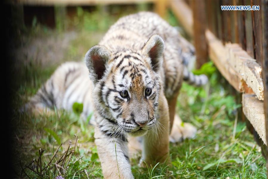 CHINA-HEILONGJIANG-HAILIN-SIBERIAN TIGER CUBS (CN)