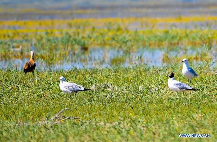 CHINA-INNER MONGOLIA-ORDOS WETLAND-MIGRATORY BIRDS (CN)