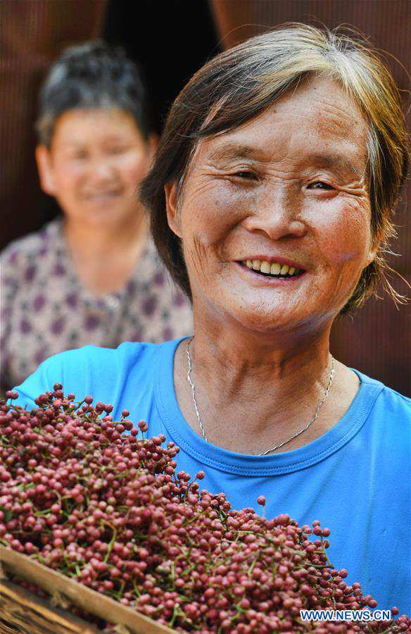 CHINA-SHAANXI-WEINAN-POVERTY ALLEVIATION-CHINESE PRICKLY ASH (CN)