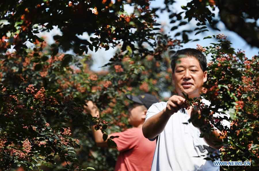 CHINA-SHAANXI-WEINAN-POVERTY ALLEVIATION-CHINESE PRICKLY ASH (CN)