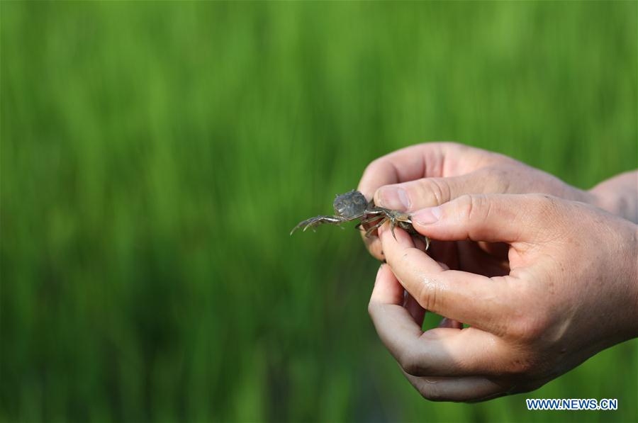 CHINA-LIAONING-PANJIN-ECO AGRICULTURE (CN)