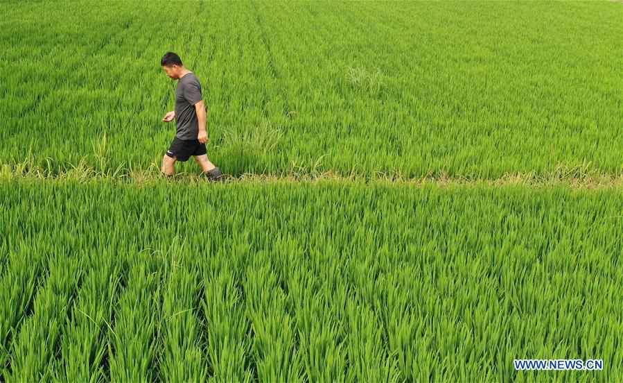 CHINA-LIAONING-PANJIN-ECO AGRICULTURE (CN)