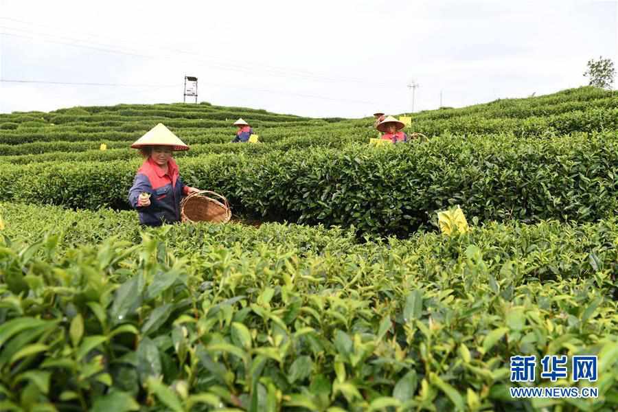 （社会）（1）福建福鼎：畲乡特色产业助乡村振兴