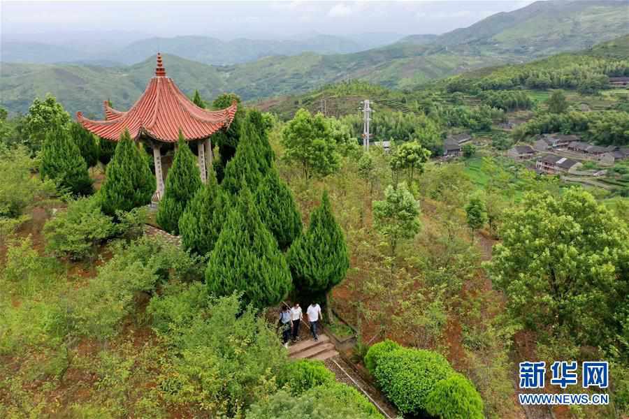 （社会）（4）福建福鼎：畲乡特色产业助乡村振兴