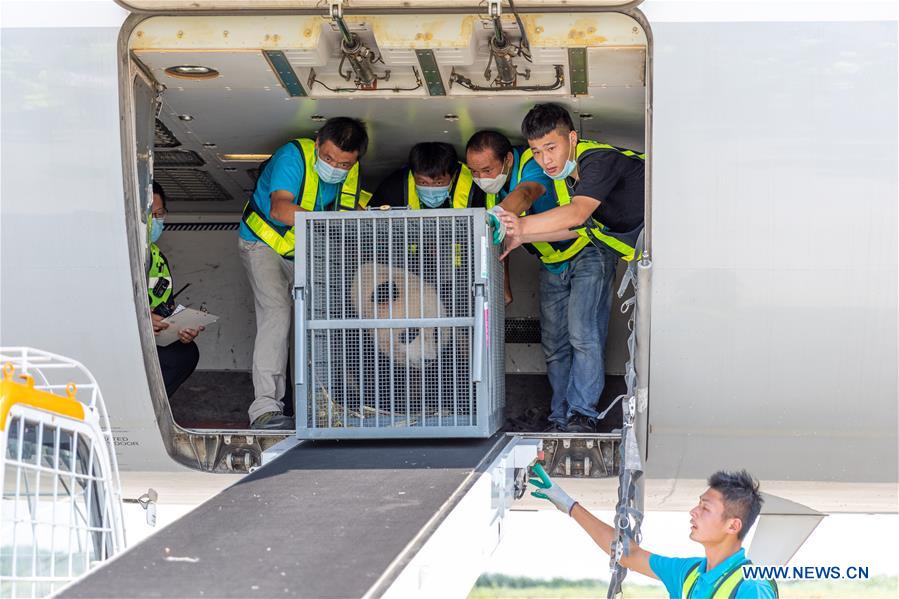 CHINA-JIANGSU-YANGZHOU-GIANT PANDA-TRANSFER (CN)