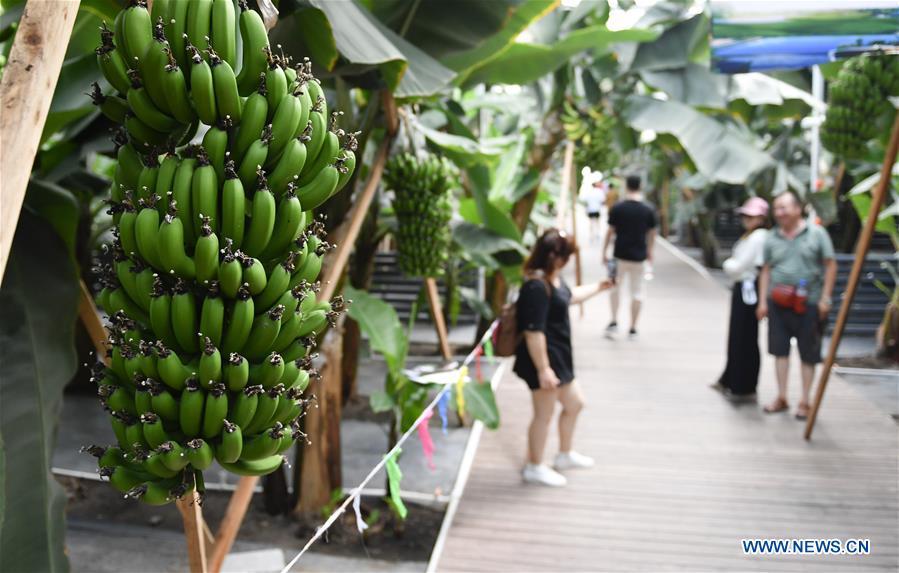 CHINA-JILIN-AGRICULTURE-TROPICAL FRUITS (CN)