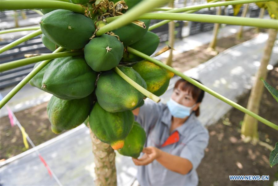 CHINA-JILIN-AGRICULTURE-TROPICAL FRUITS (CN)