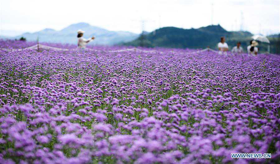 #CHINA-GUIZHOU-VERBENA-TOURISM (CN)