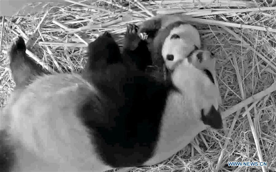 NETHERLANDS-RHENEN-GIANT PANDA