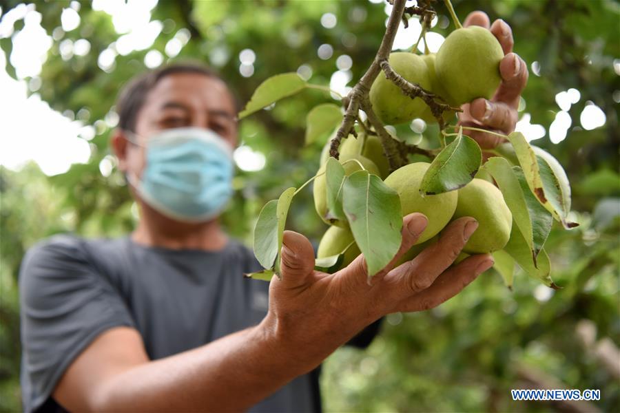 CHINA-XINJIANG-KORLA-FRAGRANT PEAR-SALES (CN)