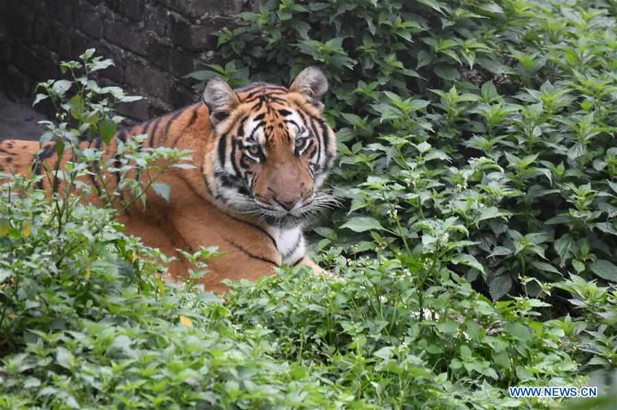 CHINA-FUJIAN-SOUTH CHINA TIGERS-NATURE RESERVE (CN)