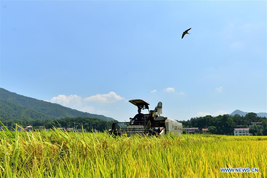 #CHINA-HUNAN-LOUDI-RICE HARVEST (CN)