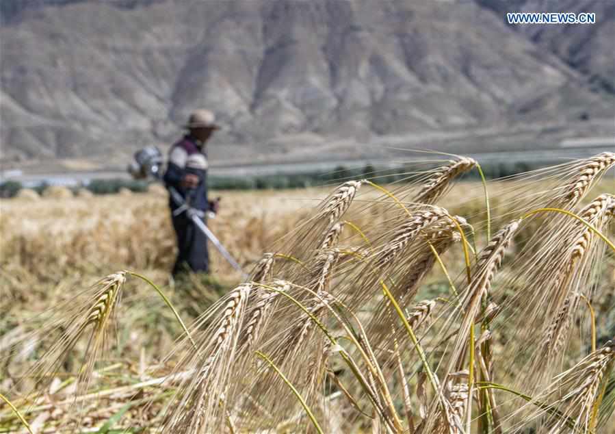 CHINA-TIBET-XIGAZE-HIGHLAND BARLEY-HARVEST (CN)