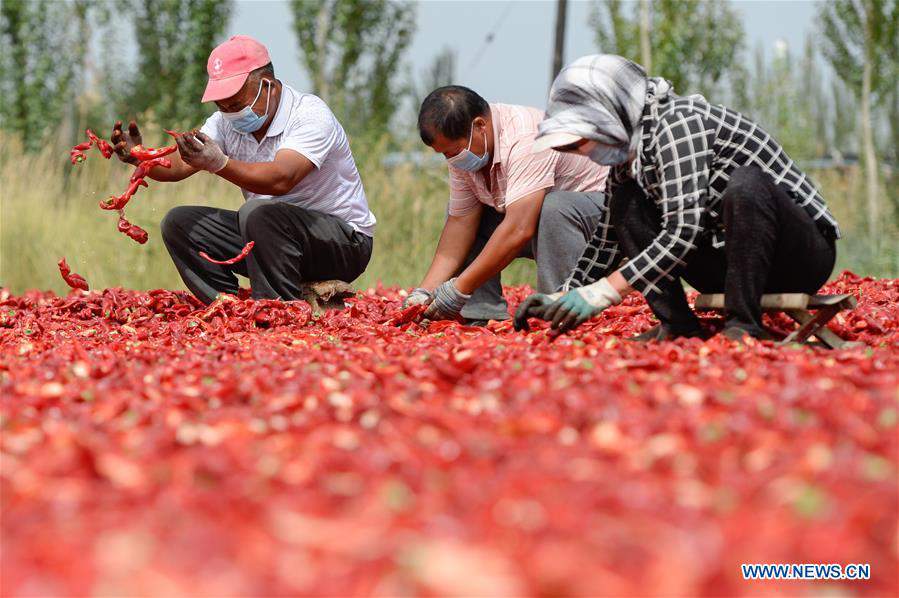 CHINA-XINJIANG-BOHU COUNTY-CHILI-HARVEST (CN) 