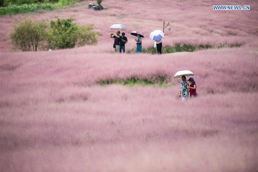 CHINA-GUIZHOU-PINK GRASS-TOURISM (CN)