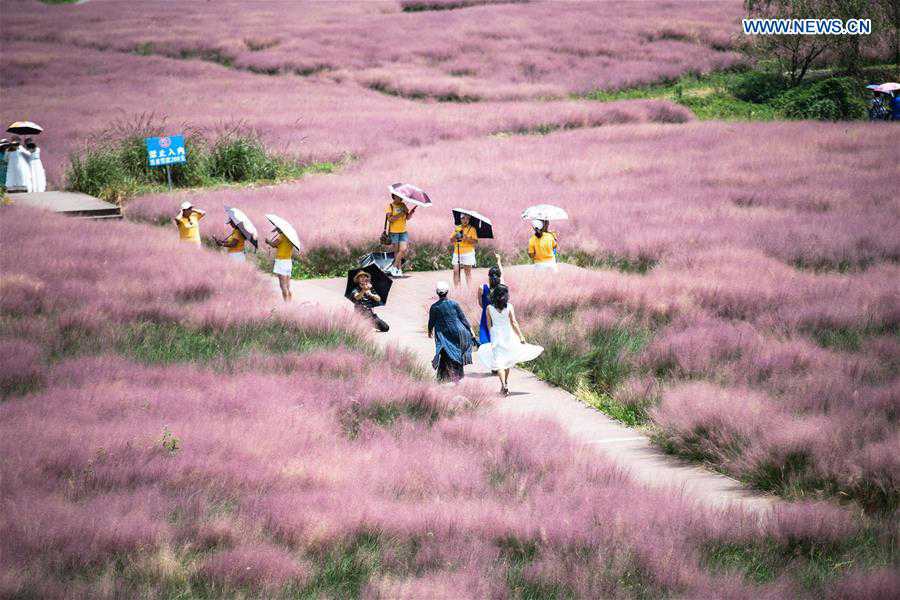 CHINA-GUIZHOU-PINK GRASS-TOURISM (CN)