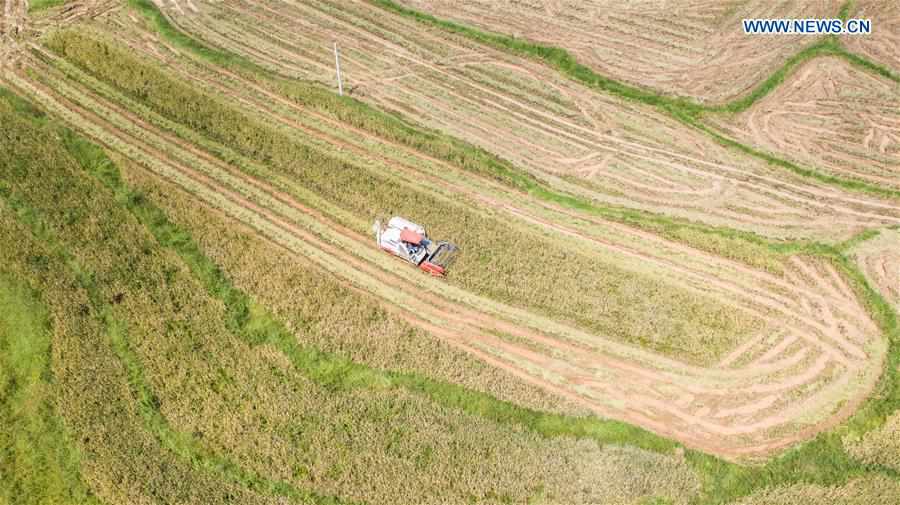 CHINA-GUIZHOU-LIUZHI-HARVEST (CN)