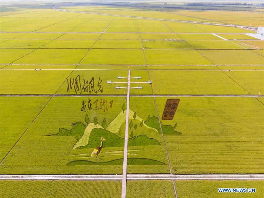 CHINA-HEILONGJIANG-FUJIN-PADDY FIELDS-HARVEST (CN)