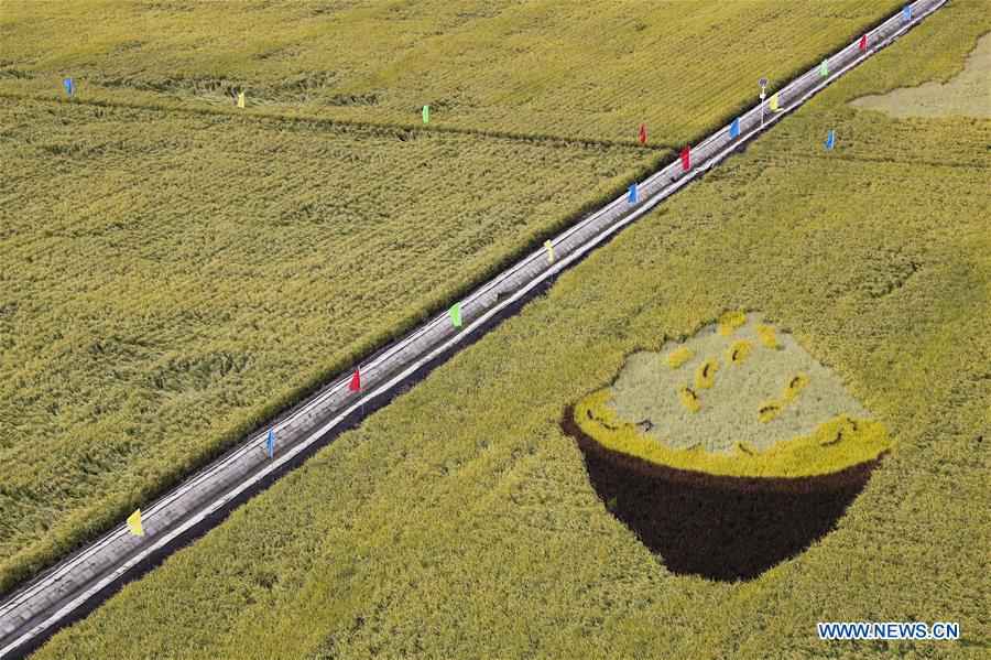 CHINA-HEILONGJIANG-FUJIN-PADDY FIELDS-HARVEST (CN)