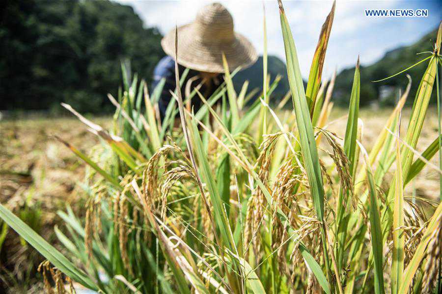 CHINA-GUIZHOU-LIUZHI-HARVEST (CN)
