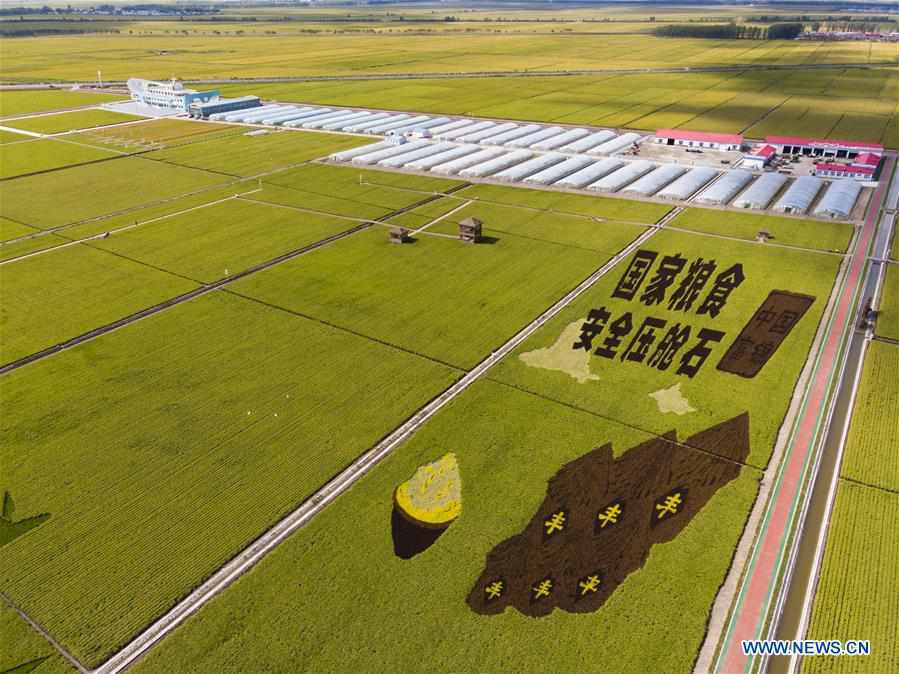 CHINA-HEILONGJIANG-FUJIN-PADDY FIELDS-HARVEST (CN)