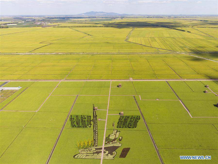 CHINA-HEILONGJIANG-FUJIN-PADDY FIELDS-HARVEST (CN)