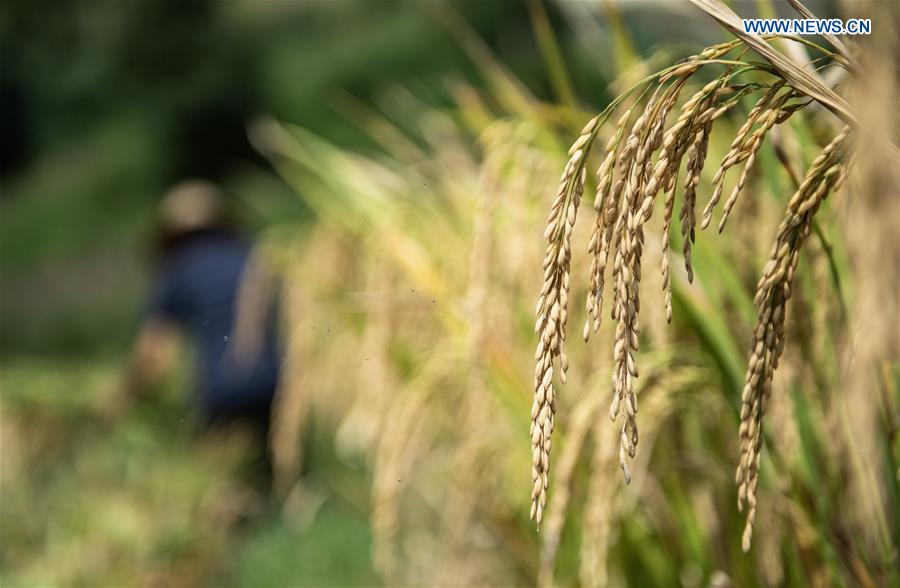 CHINA-GUIZHOU-LIUZHI-HARVEST (CN)