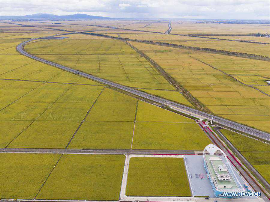 CHINA-HEILONGJIANG-FUJIN-PADDY FIELDS-HARVEST (CN)