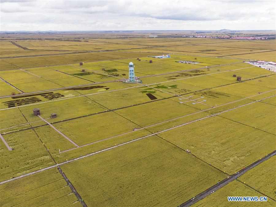 CHINA-HEILONGJIANG-FUJIN-PADDY FIELDS-HARVEST (CN)