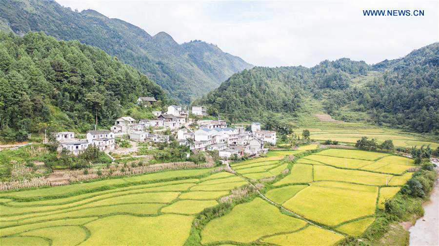 CHINA-GUIZHOU-LIUZHI-HARVEST (CN)