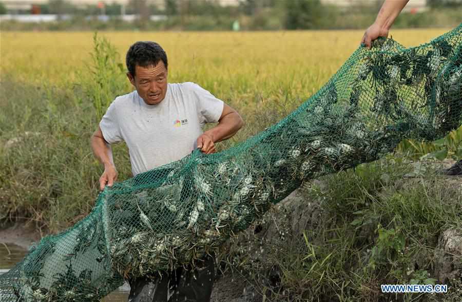 CHINA-HEBEI-TANGSHAN-ECO AGRICULTURE (CN)