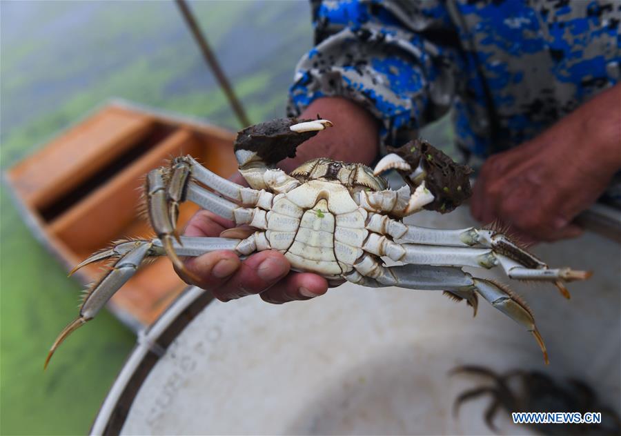 CHINA-ZHEJIANG-HUZHOU-CRAB-HARVEST (CN)