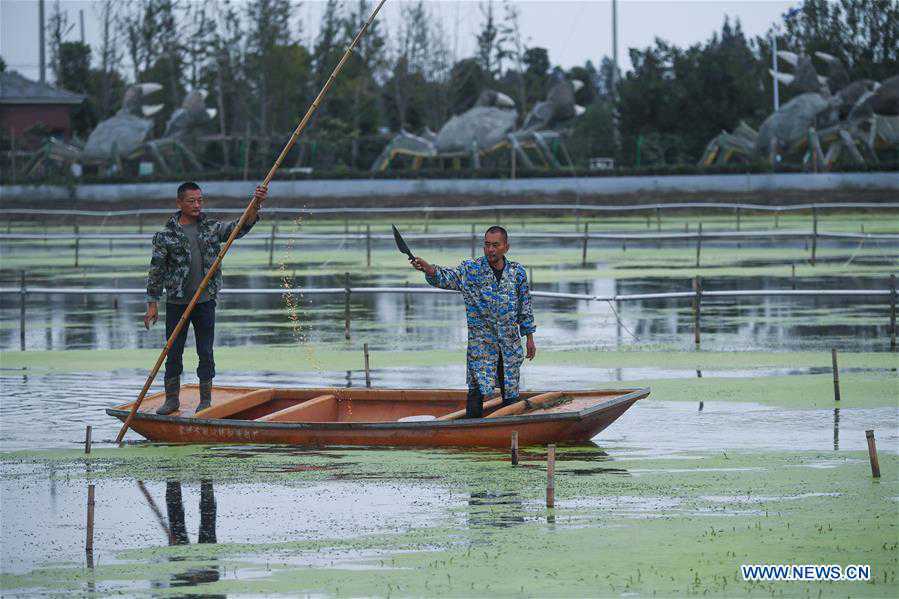 CHINA-ZHEJIANG-HUZHOU-CRAB-HARVEST (CN)