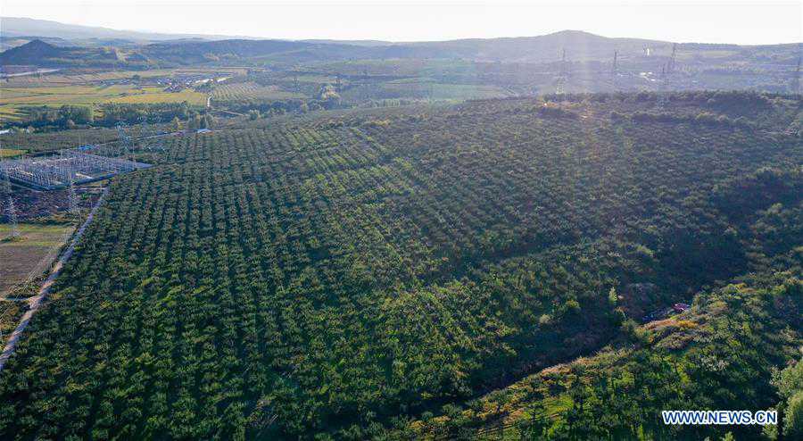 CHINA-JILIN-YANBIAN-APPLE PEAR-HARVEST (CN)