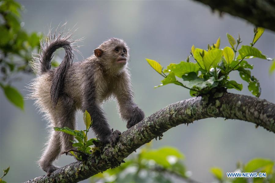 CHINA-YUNNAN-BIODIVERSITY (CN)