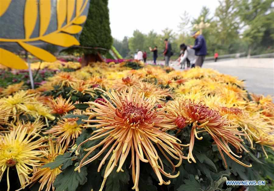 CHINA-HEBEI-CHRYSANTHEMUM-EXHIBITION