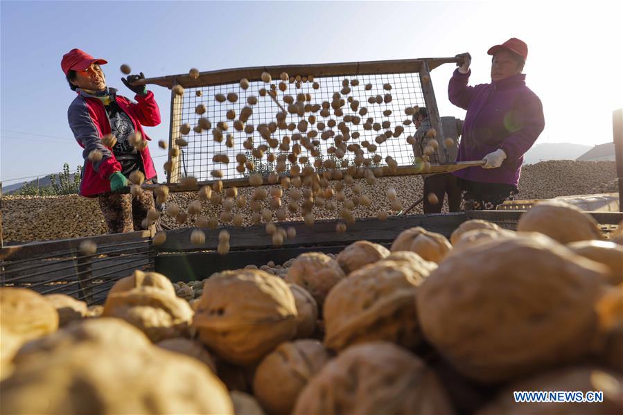 #CHINA-HEBEI-ZUNHUA-WALNUT (CN)