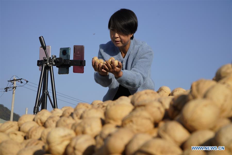 #CHINA-HEBEI-ZUNHUA-WALNUT (CN)