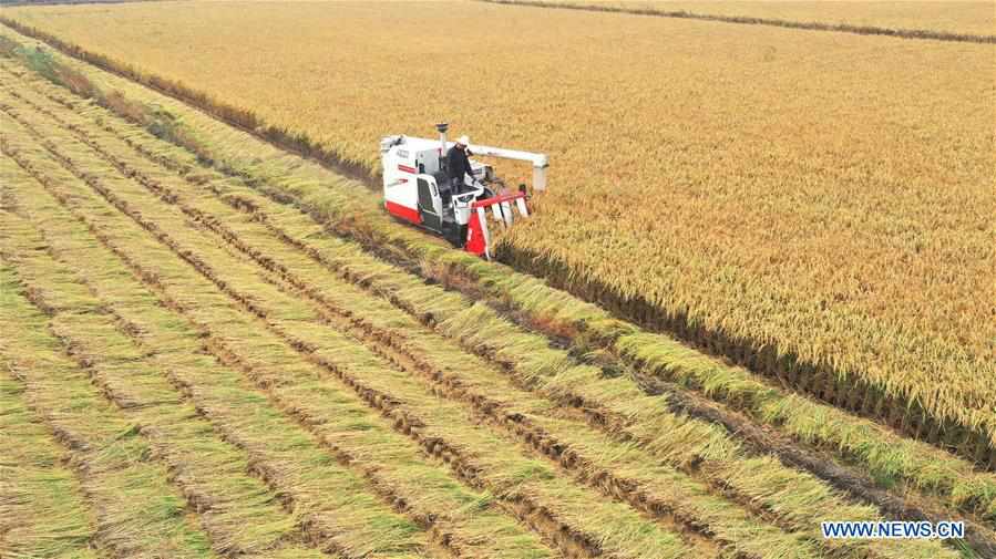 CHINA-HEBEI-AGRICULTURE-HARVEST (CN)