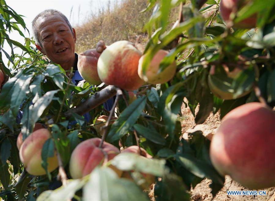 CHINA-HEBEI-FRUIT-HARVEST(CN)