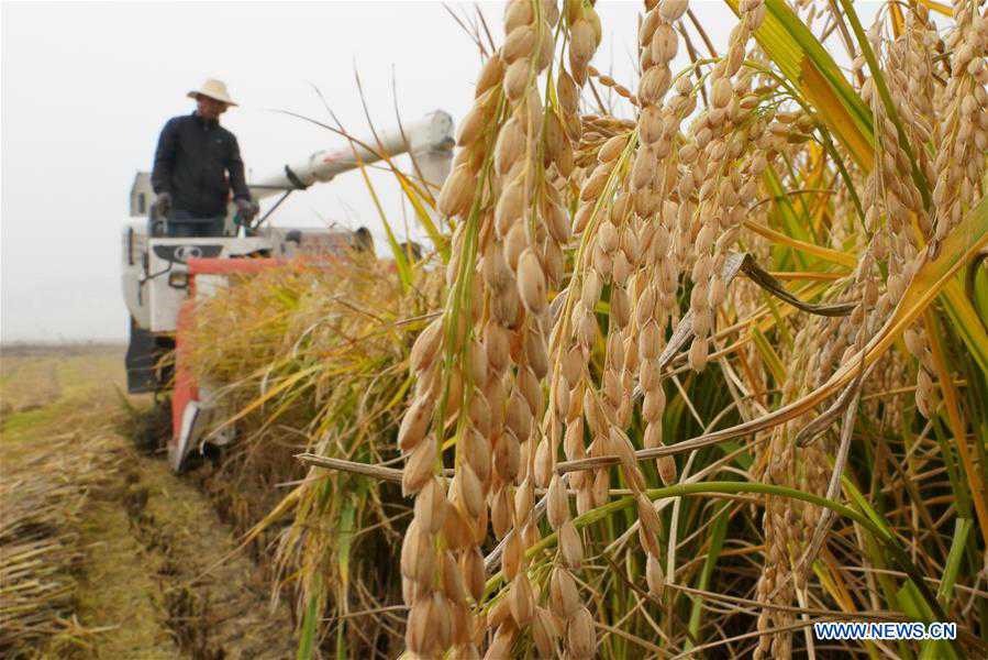 CHINA-HEBEI-AGRICULTURE-HARVEST (CN)