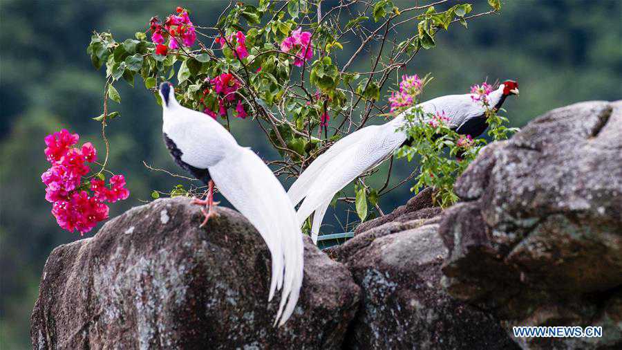 CHINA-FUJIAN-NANJING-EXIANDONG-SILVER PHEASANT (CN)