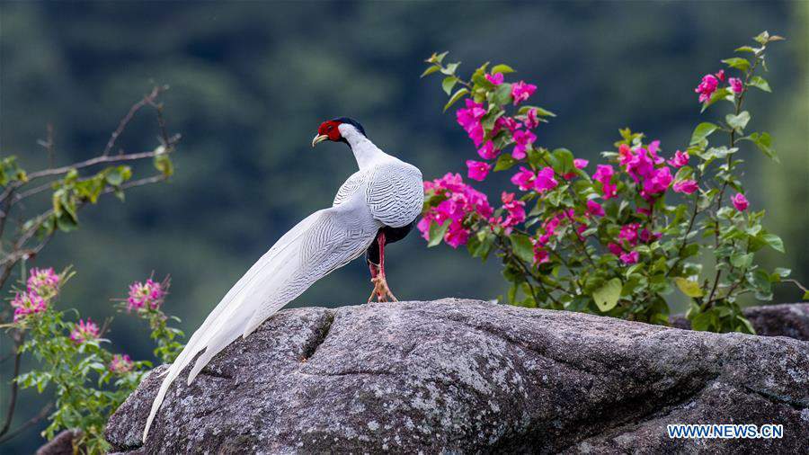 CHINA-FUJIAN-NANJING-EXIANDONG-SILVER PHEASANT (CN)