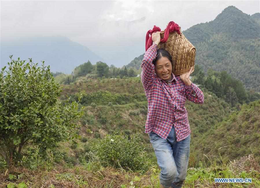 #CHINA-ZHEJIANG-LISHUI-OIL-TEA CAMELLIA FRUITS-HARVEST (CN)