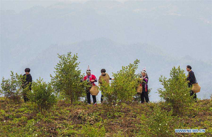 #CHINA-ZHEJIANG-LISHUI-OIL-TEA CAMELLIA FRUITS-HARVEST (CN)