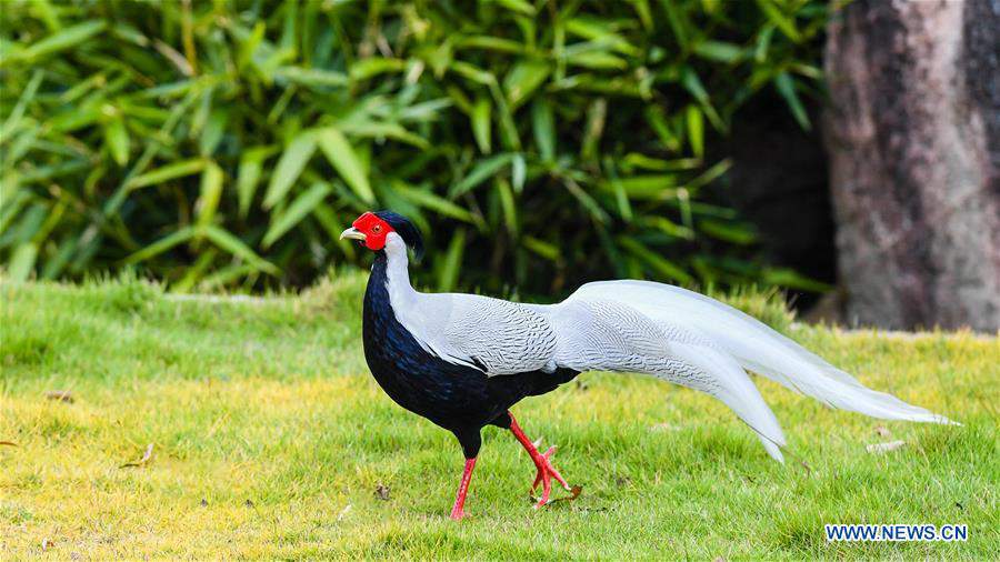 CHINA-FUJIAN-NANJING-EXIANDONG-SILVER PHEASANT (CN)