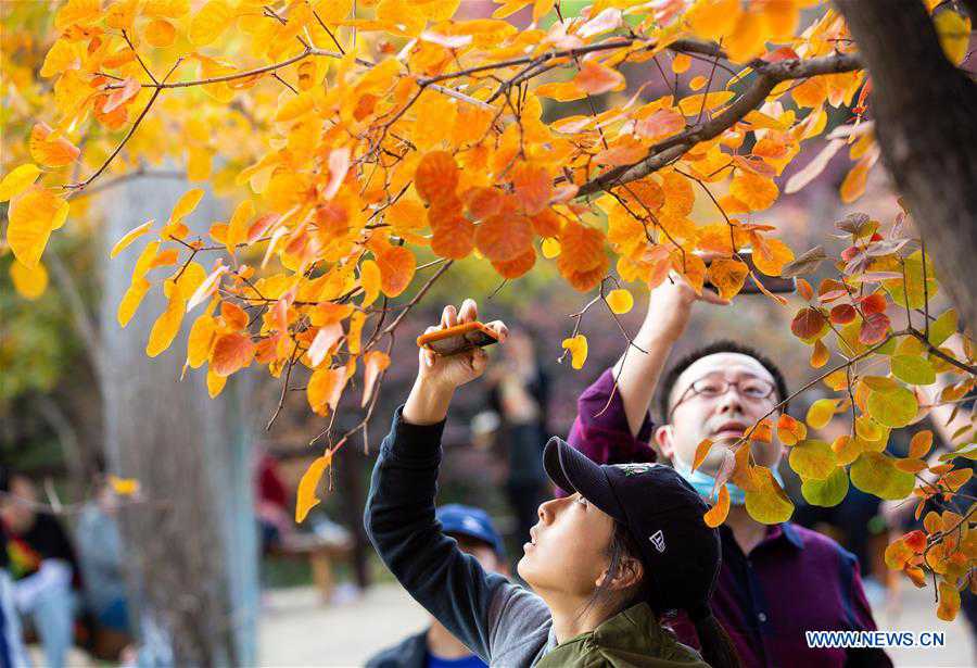 CHINA-BEIJING-POFENGLING SCENIC AREA-AUTUMN COLORS (CN)