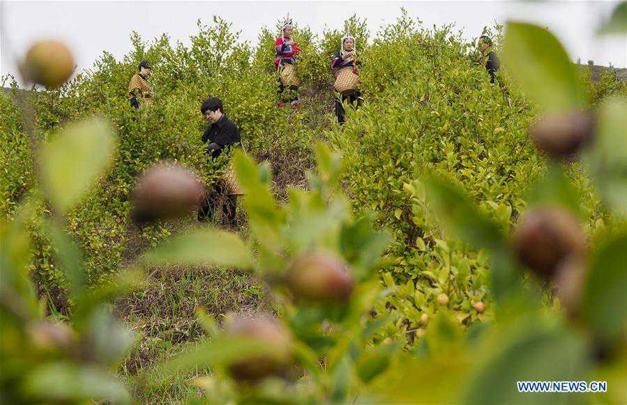 #CHINA-ZHEJIANG-LISHUI-OIL-TEA CAMELLIA FRUITS-HARVEST (CN)