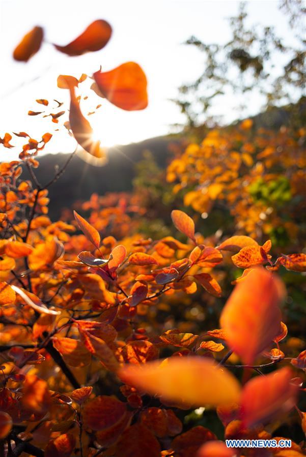 CHINA-BEIJING-POFENGLING SCENIC AREA-AUTUMN COLORS (CN)